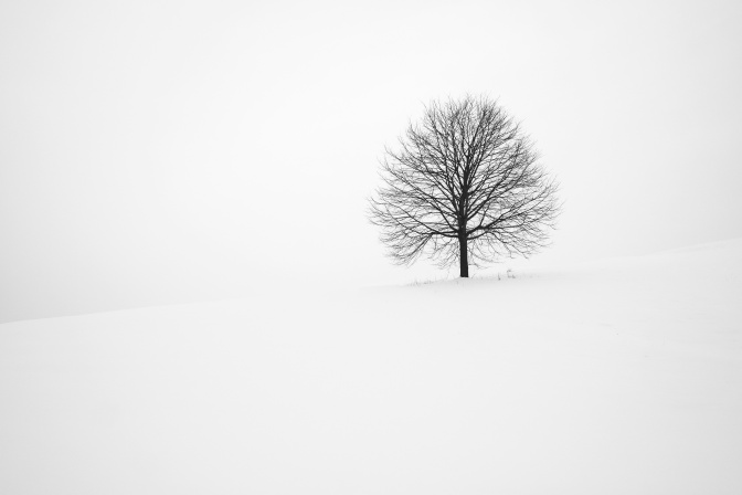 Ein kahler Baum inmitten eines Schneefelds