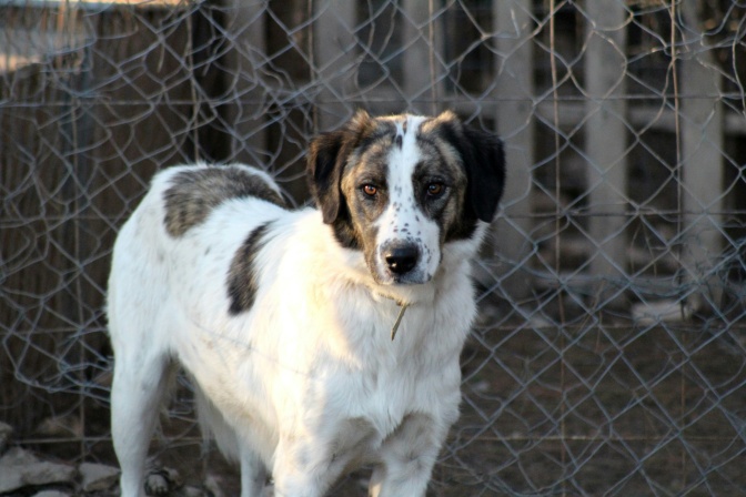 Ein mittelgroßer weißer Hund mit braunen und grauen Flecken vor einem Stacheldrahtzaun.