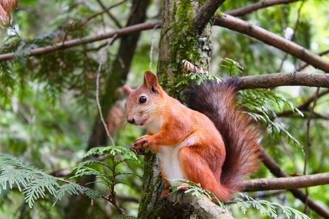 Ein rotes Eichhörnchen in einem Baum