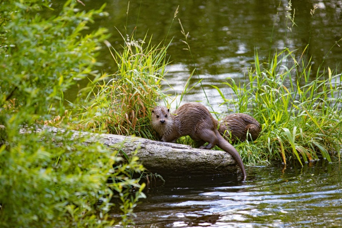 2 Biber mit nassem Fell stehen auf einem Ast im Wasser.