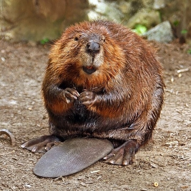 Ein Biber hat seinen platten schwanz zwischen den Pfoten. Er hat rötlich-braunes, in Teilen nasses Fell.