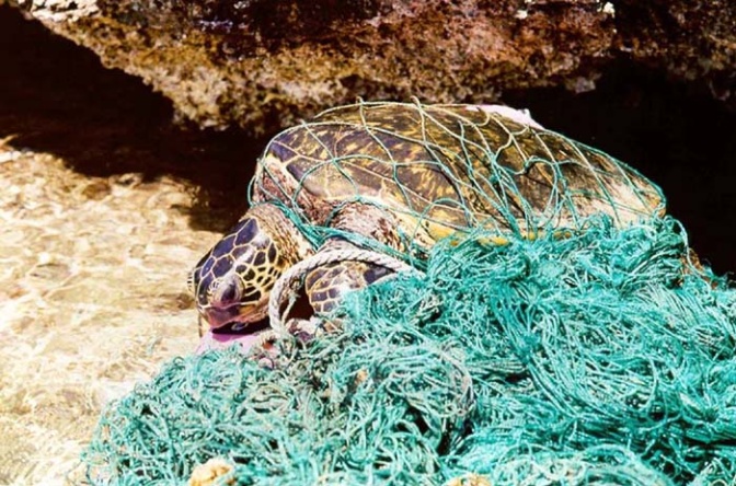 Eine Schildkröte, die sich in einem Netz verfangen hat.