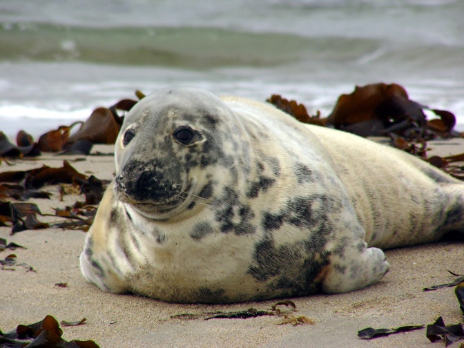 Eine Kegelrobbe mit hellem, geflecktem Fell. Sie liegt am Strand.