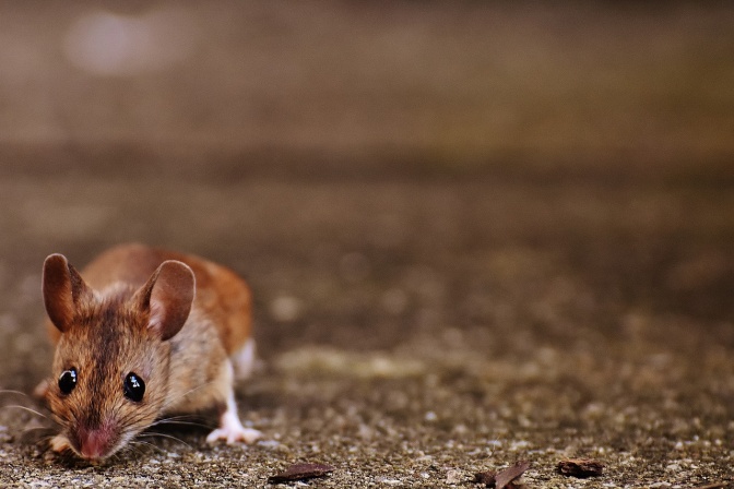 Eine kleine Maus mit ritbraunem Fell und dunkelbraunen Knopfaugen.