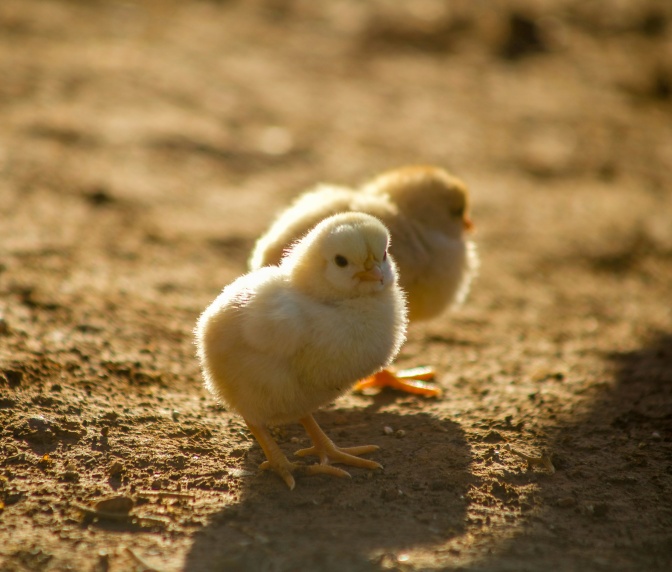 2 flauschige, gelbe Küken auf dem Boden