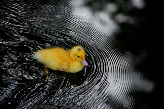 Ein gelbes, flauschiges Entenküken schwimmt durchs Wasser.