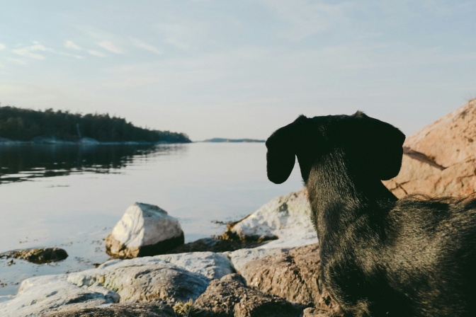 Ein dunkler Dackel steht an einem See und schaut in die Weite. Er ist von hinten zu sehen.