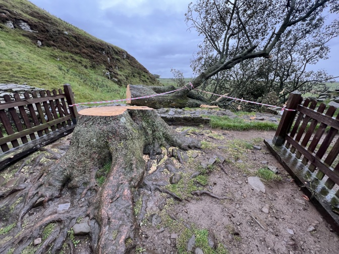 Ein gefällter Baum liegt neben dem Baumstumpf und wird von Seilen gehalten.