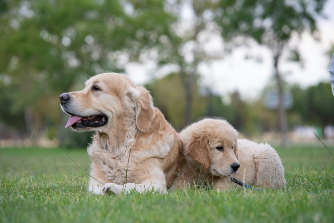 2 Golden Retriever liegen entspannt auf einer Wiese, ein ausgewachsenes Tier und ein Welpe.
