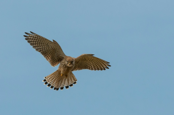 Ein Turmfalke fliegt mit ausgebreiteten Schwingen durch blauen Himmel