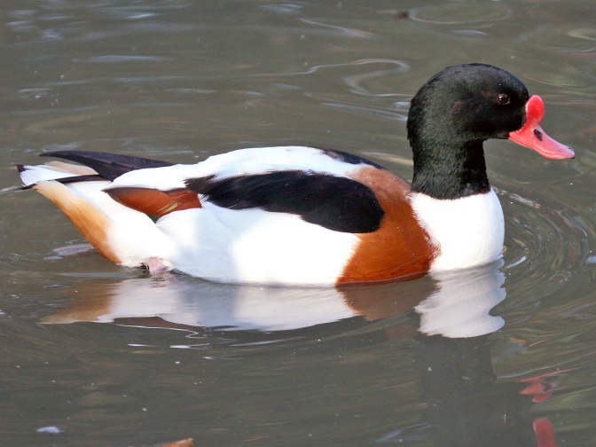Eine Gans schwimmt auf dem Wasser. her Federn sind weiß, braun und grün.