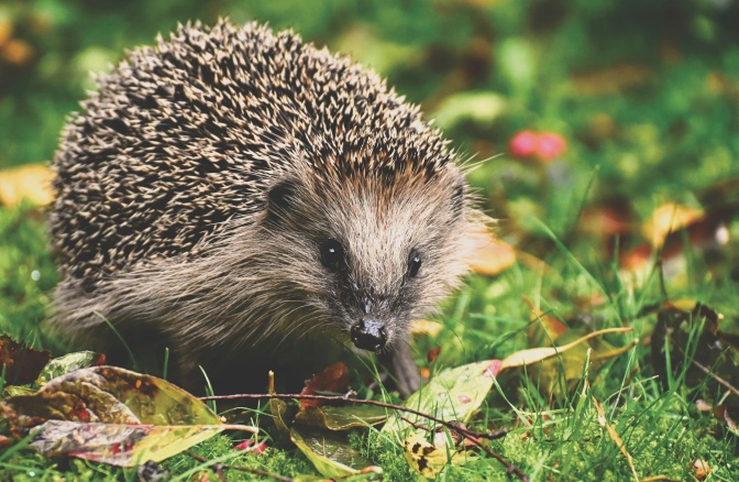 Ein Igel läuft über eine Wiese. Darauf liegt Laub.