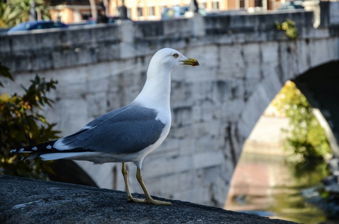 Eine Möwe sitzt auf einer Mauer, im Hintergrund Gebäude