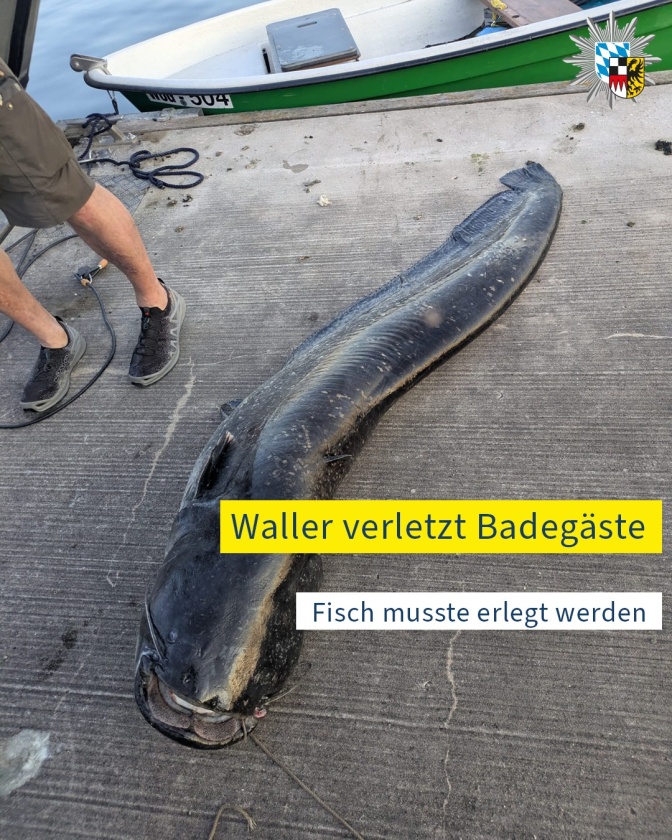 Ein Foto des großen Fisches. Es hat glatte, graue Haut und sieht wie eine Schlange aus.