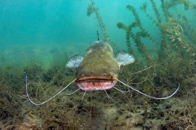 Ein großer Fisch, unter Wasser fotografiert. Er schaut direkt in die Kamera.