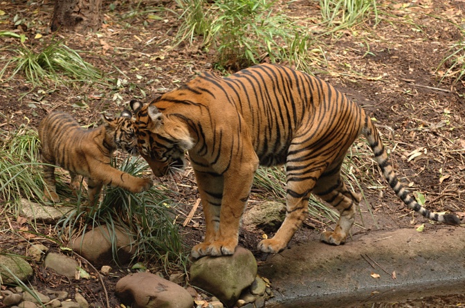 Eine Tiger·mutter mit ihrem Jungen