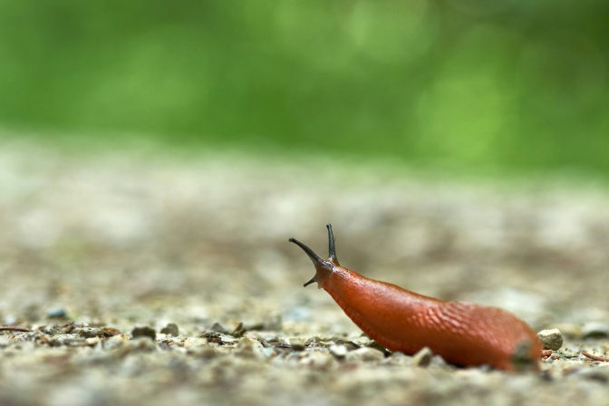 Eine braune Nacktschnecke auf einem Kiesweg