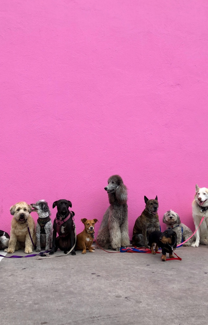 Viele verschiedene Hunde mit Hundeleinen sitzen auf dem Boden vor einer pinkfarbenen Wand.