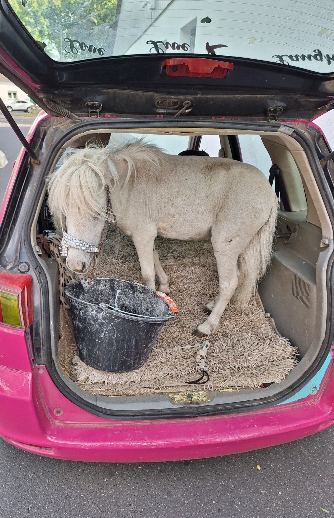Ein Pony mit hellem Fell im Kofferraum eines pinkfarbenen Autos