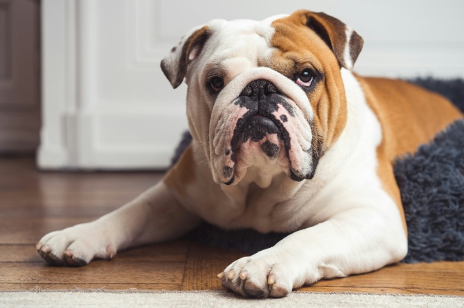 Ein stämmiger braun-weißer Hund mit knautschigem Gesicht.
