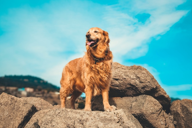 Ein Golden Retriever steht auf einem Berg vor leuchtend blauem Himmel mit leichten Wolken