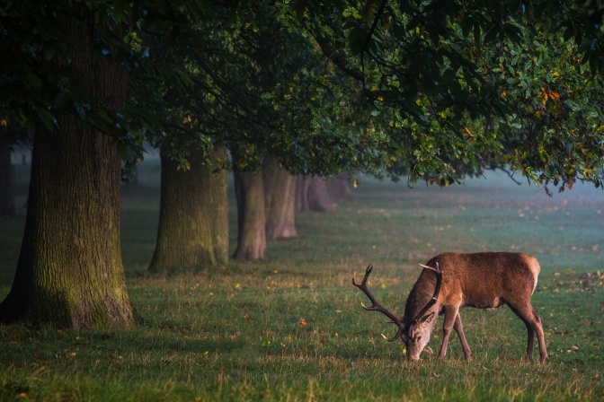 Ein Hirsch frisst Gras auf einer nebligen Wiese im Halbdunkel.