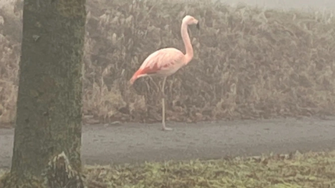 Ein Foto eines Flamingos im Nebel. Das Foto hat eine schlechte Auflösung und wurde aus großer Entfernung aufgenommen.