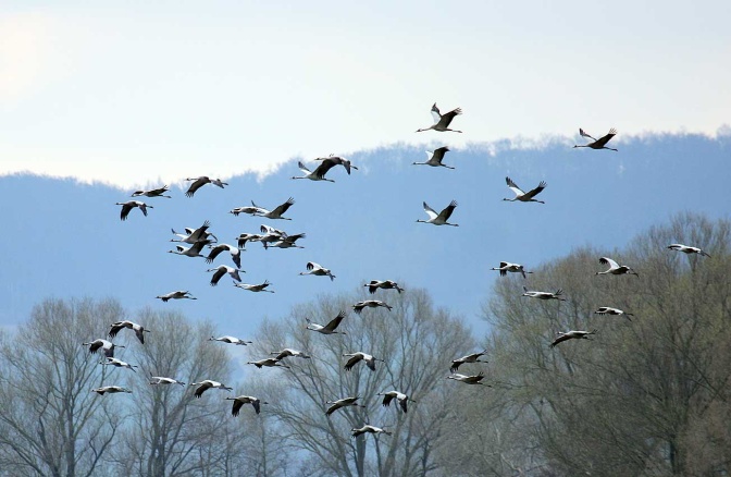 Kraniche fliegen über einen Wald. Der Himmel ist grau, die Bäume sind kahl.