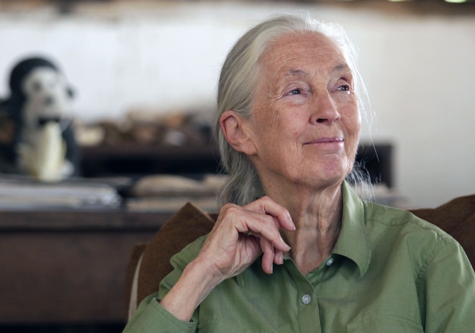 Jane Goodall mit weißem Pferdeschwanz in einer olivgrünen Bluse. Im Hintergrund des Bildes sitzt ein Gorillastofftier.