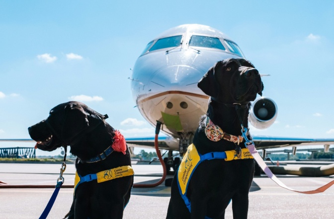 2 Hunde sitzen auf dem Rollfeld eines Flughafens, hinter ihnen ein Flugzeug.