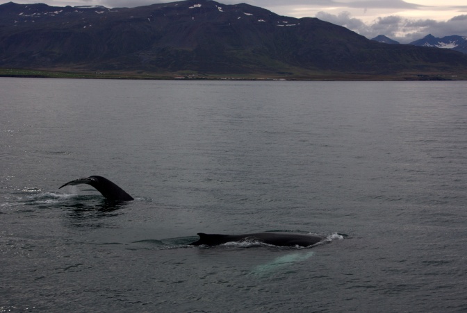 Ein Buckelwal, der sich zu weiten Teilen unter Wasser befindet. Nur Teile seines Rückens ragen aus dem Wasser heraus.