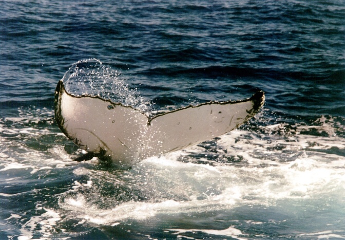 Die Schwanzflosse eines Buckelwals ragt aus dem Wasser hervor.