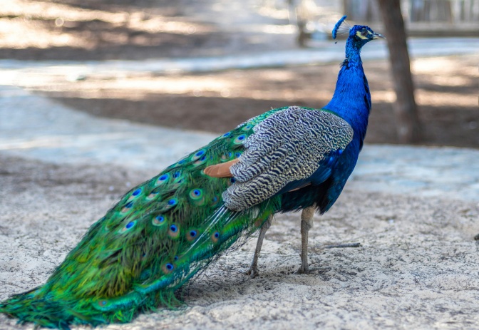 Ein männlicher Pfau mit leuchtenden Federn in blau und grün.