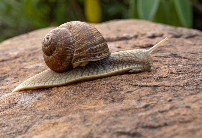 Eine helle Schnecke mit braunem Häuschen kriecht über einen Stein.