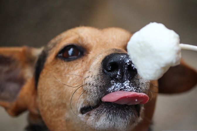 Ein hellbrauner Hund mit kurzem Fell leckt an einem Eis.