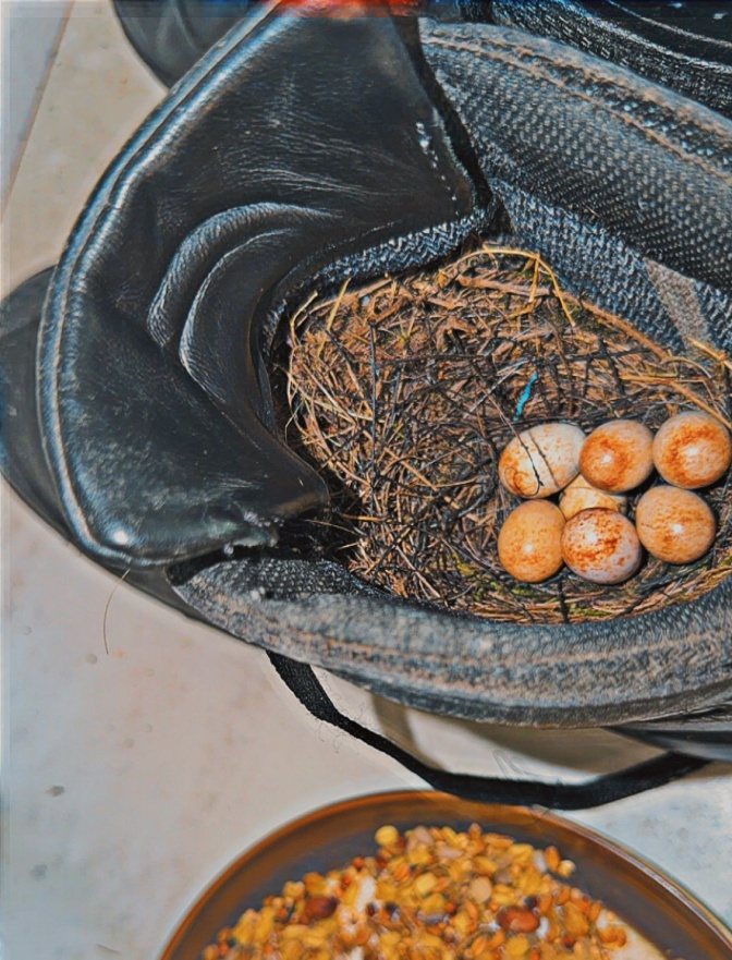 7 kleine Vogeleier liegen in einem grauen Stiefel.