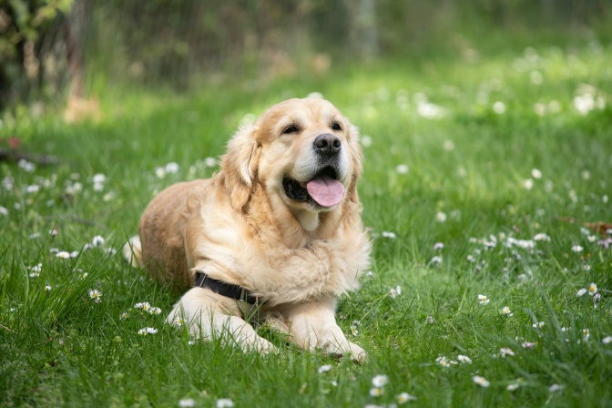 Ein Golden Retriever sitzt auf einer Wiese mit Gänseblümchen.