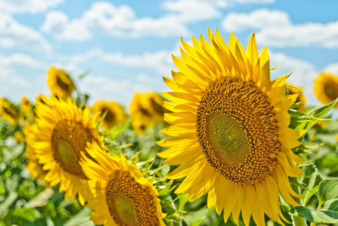 Ein Sonnenblumenfeld in strahlendem Sonnenschein