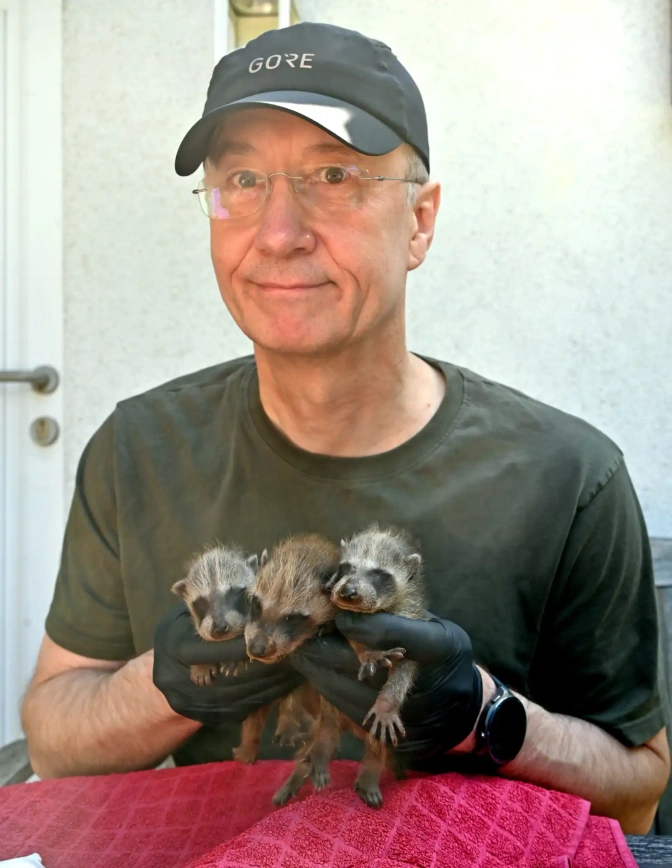 Ein Mann trägt schwarze Handschuhe und hält 3 Babywaschbären in den Händen.